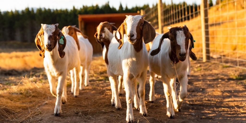Goat herd at Luxury Lodge