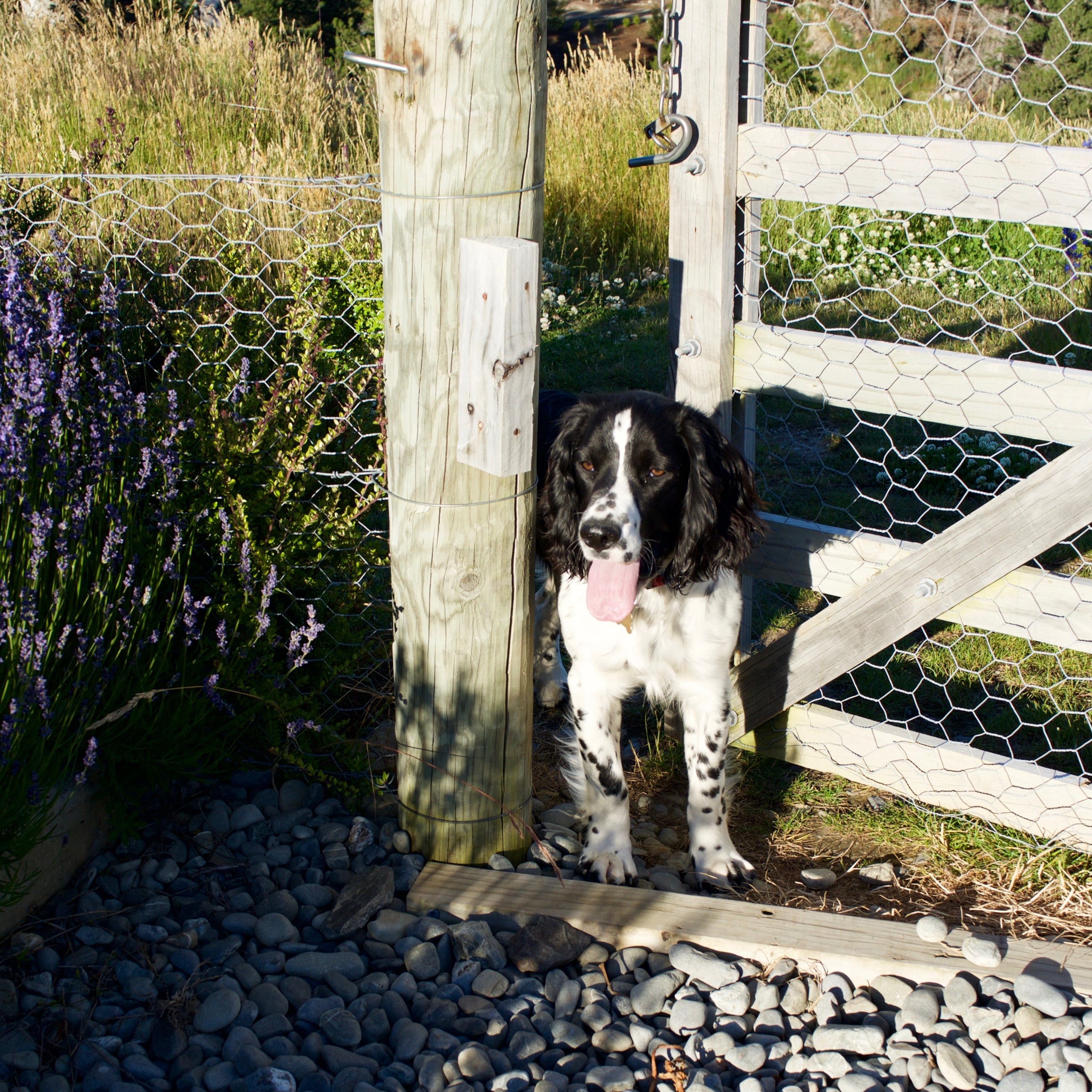 max-peeking-around-gate-mt-cook-lakeside-retreat-estate