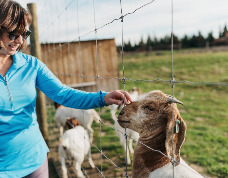 mt cook lakeside retreat goats